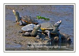 Diamondback Terrapins